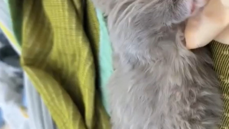 When You’re Too Cute to Stay Awake: The Sleepy Kitten Chronicles!