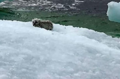 Rescued from certain doom: The incredible story of a fox found on an iceberg