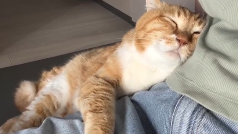 "Too Cute to Handle! Hilarious Sleeping Cat Moments 😂🐱"