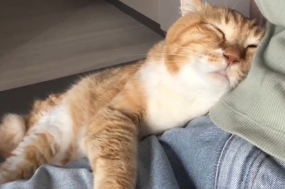 "Too Cute to Handle! Hilarious Sleeping Cat Moments 😂🐱"