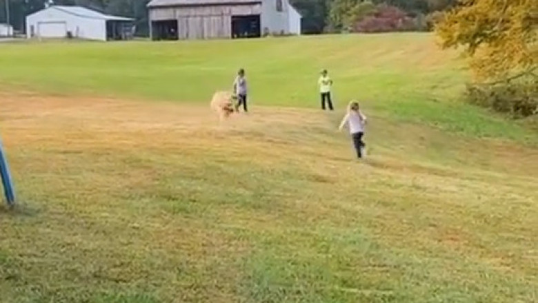 "When " Hilarious Your Pet Pet Fails Has That the Will Funniest Leave Response You Ever!