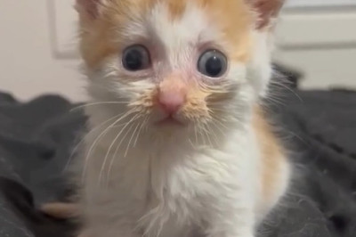 Kittens Gone Wild: Hilarious Antics You Can't Miss! 😺😂