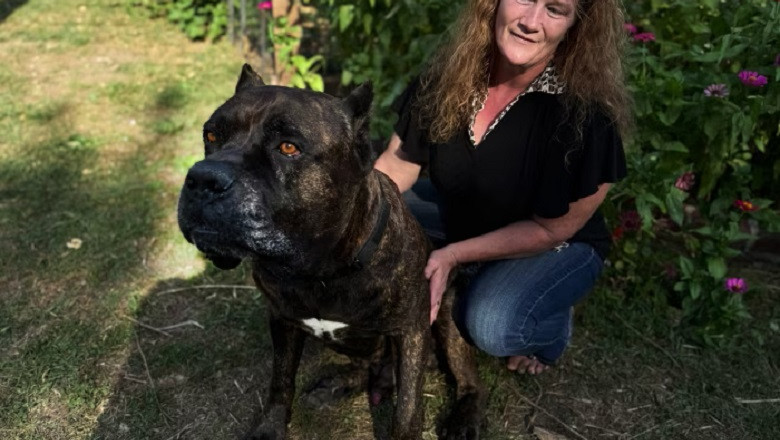 The Champion Dog That Vanished—and the Friendship That Collapsed With Him
