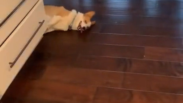 The Goofiest Dog Moments: Guaranteed to Make You Laugh! πΆπ"