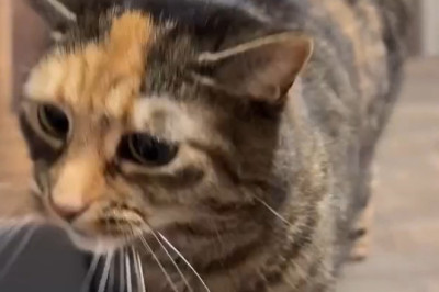 The Marvelous Adventures of the Wonder Cat!