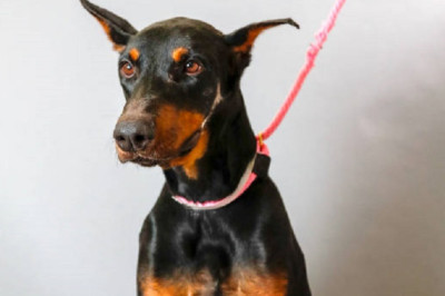 The Pet Wellness Boom: Are We Overdoing It? Experts Reveal the Truth Behind the Trend