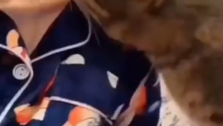 Heartwarming Moment: Cat Hugs Its Owner, Melting Hearts Everywhere!