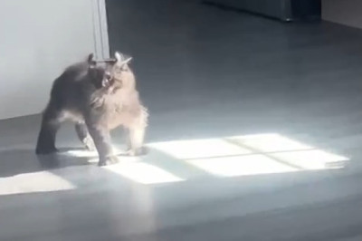 Meet the Hilarious Adventures of the World's Goofiest Cat!