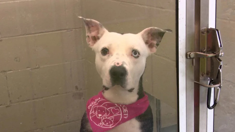 Peoria County Shatters Records: Over 150 Pets Find Forever Homes in ONE Week!