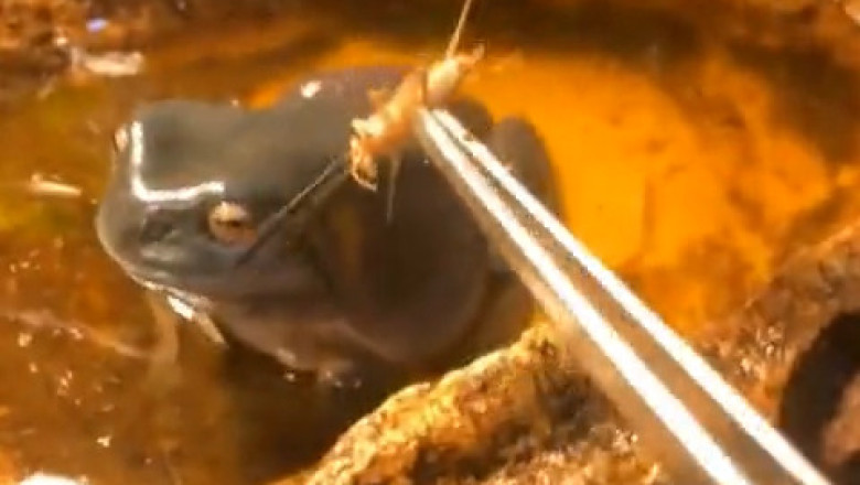 The Hilariously Angry Frog: A Grumpy Amphibian's Journey!
