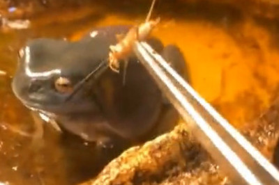 The Hilariously Angry Frog: A Grumpy Amphibian's Journey!