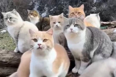 This Cat's Hilarious Meeting Crash Will Leave You in Stitches!