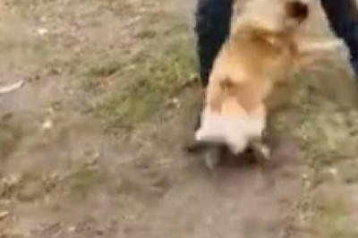 Unexpected Dog Attack: You Won't Believe What Happened Next!