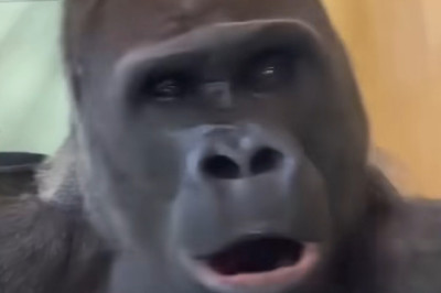 Nap Time for a Giant: This Sleepy Gorilla Will Melt Your Heart!