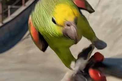 Skateboard Superstar: You Won't Believe What This Parrot Can Do!