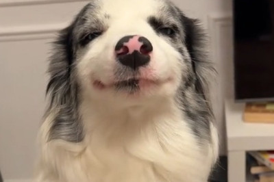 Unleashed Laughter: This Funny Dog Will Make Your Day!