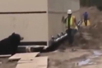 Bear-y Funny: Epic Costume Prank in Chantilly!