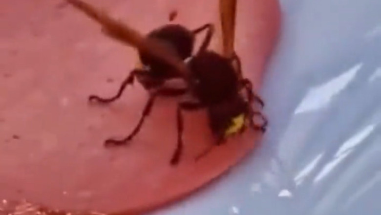 Buzzing Trouble: The Hilarious Bee That Crashed Dinner!