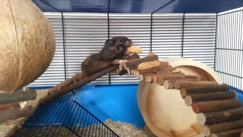 Hamster Hilarity: The Cutest and Funniest Moments You Can't Miss!