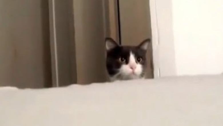 Pet Shenanigans: The Funniest Furry Fails You Have to See!