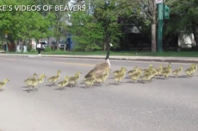 Quack-tastic Encounter: Duck Takes a Stroll on the Sidewalk!