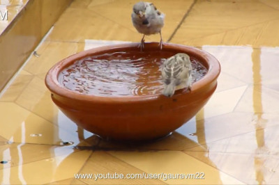Thirsty Birds: Hilarious Water-Finding Fails!