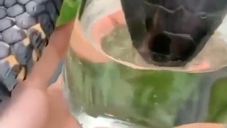 Hydration Queen: The Snakiest Water Break Ever