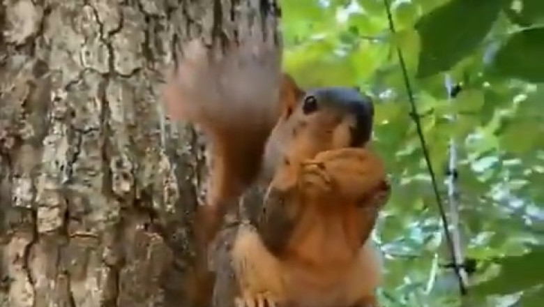 The Glam Squirrel: Chic Tail, Wild Snack Stacks