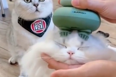 Spa Day Cat: Purr-fessional Masseuse in the House