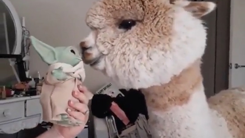 Huacaya Havoc: When Alpaca BFFs Goof Around