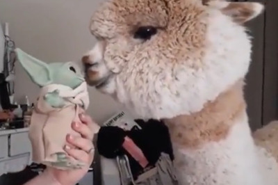 Huacaya Havoc: When Alpaca BFFs Goof Around