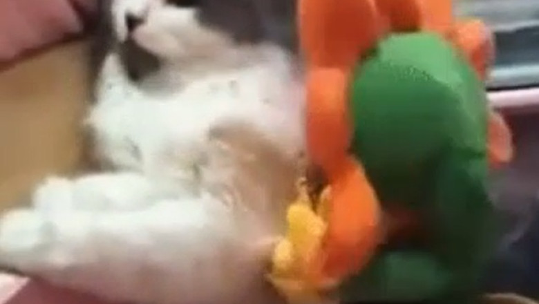 Meow-terious comedian: Cat with a 9 Lives of Comedy