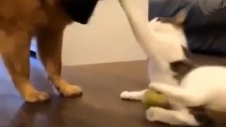 Odd Couple Playtime: Dog + Cat’s Hilarious Tag Team