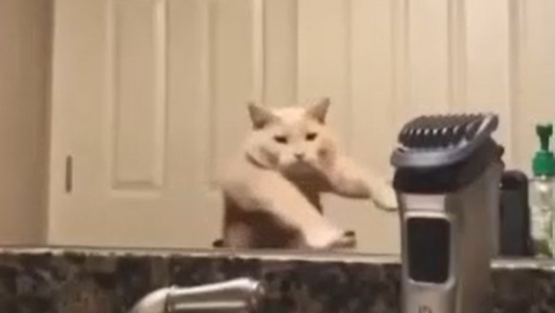 The Purr-fect Prank: Cat World’s funniest Fails