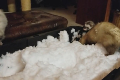 Ferret Frenzy: The Unsinkable Prank Patrol