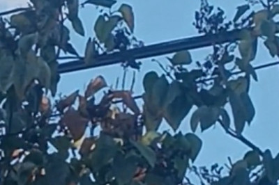 Bird on Cables: The High-Rwire DJ