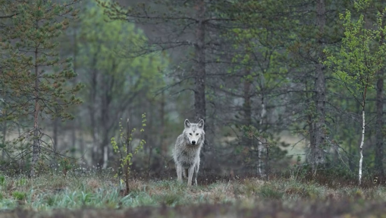 California euthanizes four gray wolves amid spike in livestock attacks