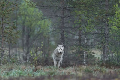 California euthanizes four gray wolves amid spike in livestock attacks