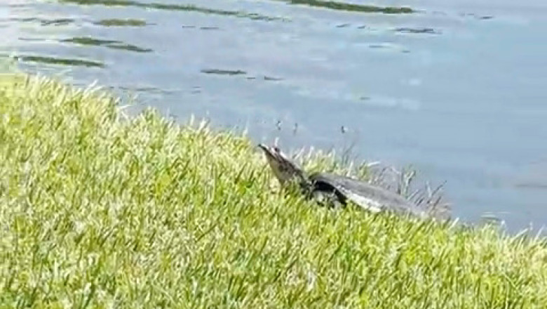 Florida Softshell Turtle: Built-in Wetsuit + Ninja Moves