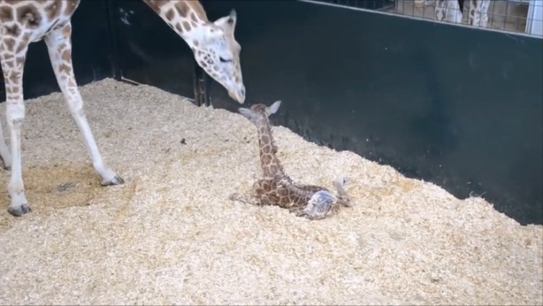 Giraffe Welcomes Tiny Giant: The Tallest Baby on Earth!