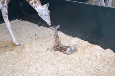 Giraffe Welcomes Tiny Giant: The Tallest Baby on Earth!