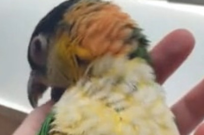 Parrot Goes Full Comedian: Watch This Feathered Genius Roast Everyone!