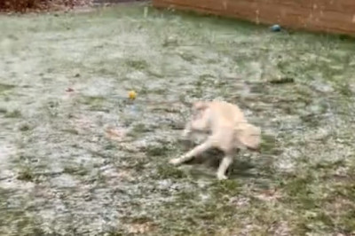 Snowlover Dog Goes Full Eskimo: You Won’t Believe The Zoomies!