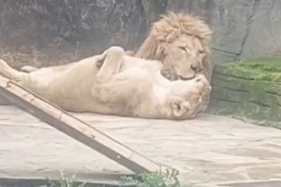 Zoo Lion: King of Snacks and Silly Moments