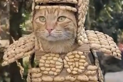 Cat in Disguise: The Fur-tive Fashion Icon You Need to See