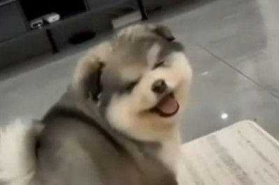 Wait for it... he actually has better rhythm than her! 💃🐶