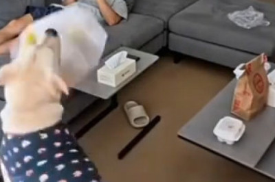 When a dog behaves towards someone