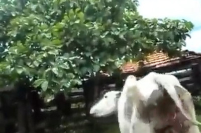 Reckless Cow Goes Full Chaos Mode! You Won’t Believe What Happens Next