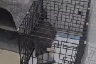 From Shelter to Sunshine: Meet the Cat Who Won My Heart