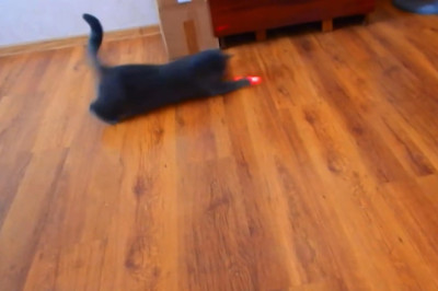 Laser Cha-Cha: The Cat Who Outsmarts the Red Dot